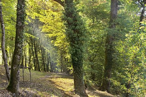 Forest Scene Free Photo Download Freeimages