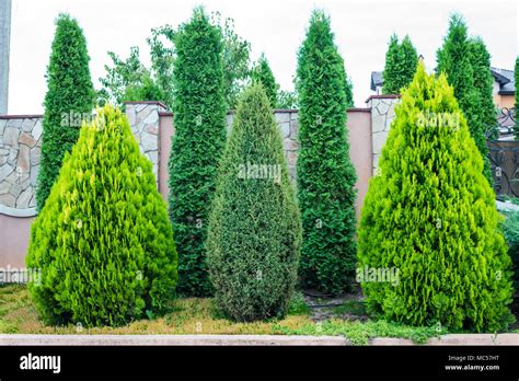 Decorative Evergreen Trees For Landscaping Stock Photo Alamy