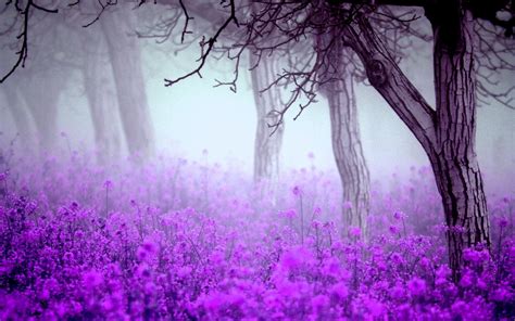 🔥 Download High Quality Fantastic Purple Flowers Wallpaper Full Hd
