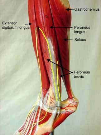 Muscles of the lower limb | anatomy model. Lower Extremity