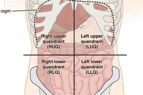 The rear side of the upper body is called the back, inside which the spine connects the upper body below the waist, on left and right, are the hips. The Four Quadrants of Abdominal Organs | Abdominal ...