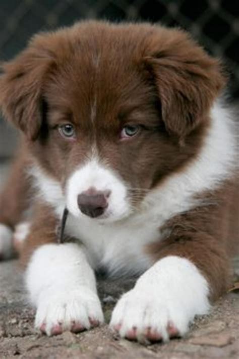 Chocolate Brown Border Collie Puppy Cute Dogs And Puppies I Love Dogs