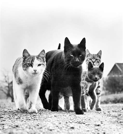A New Book Compiling Hundreds Of Timeless Feline Photos By Walter