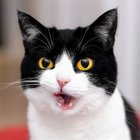 Meet Izzy The Cat With The Funniest Facial Expressions Thats Going