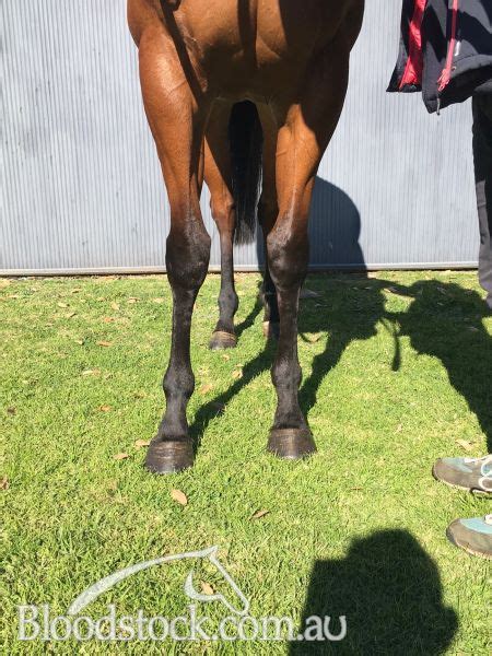 Bloodstock Listing Sold Sydney Metro Trained 3yo Filly With A