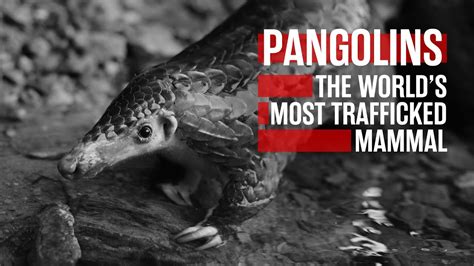 All You Need To Know About Pangolins The Worlds Most Trafficked