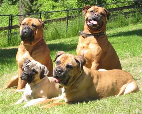Pit bull mastiff mix puppies for sale. Pitbull Mastiff Mix - Facts That Everyone Should Know About This Adorable Dog Breed
