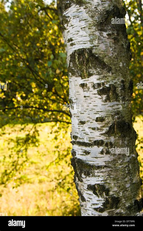 Close Up Bark Tree Silver Birch Hi Res Stock Photography And Images Alamy