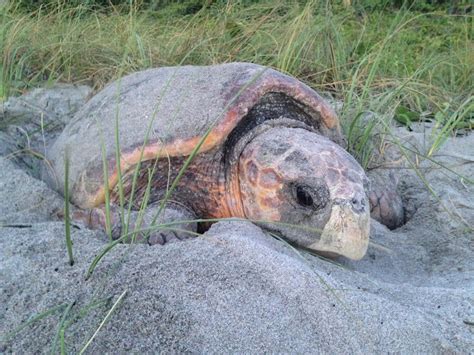 Fwc Help Nesting Sea Turtles By Keeping Beaches Dark And