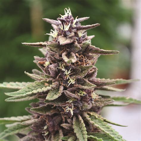 Royal Purple Kush Fem Chosen Seeds Worldwide Delivery Of Cannabis Seeds