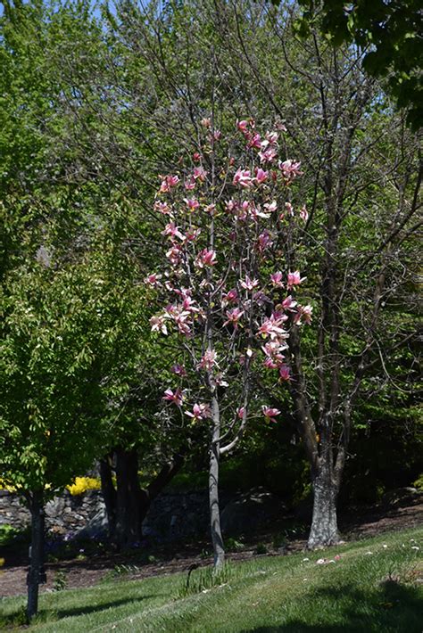 Magnolia X ‘daybreak Kiefer Nursery Trees Shrubs