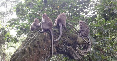 Sanctuary Ubud Monkey Forest – Bali Water Sport