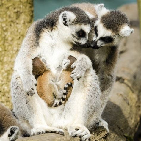 Super Cute Baby Lemur Twins Are All Sorts Of Adorable In