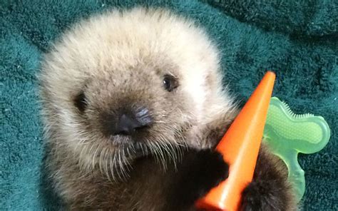 This Week In Cute Zoo Animal Births A Sea Otter Transfer Giant