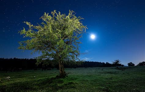 Wallpaper Field The Sky Grass Stars Light Night Tree The Moon