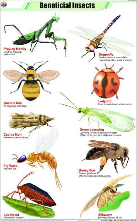 Attracting Beneficial Insects To Your Garden Progardentips