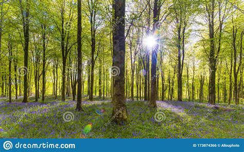 Sunlight Shines Through Trees In Bluebell Woods Stock Photo Image Of