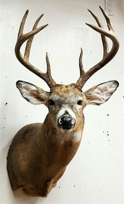 Whitetail Deer Mount Taxidermy Done By The Mad Taxidermist Rob Reysen