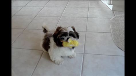 Cute Shih Tzu Dog Laceys First Puppy Video Youtube