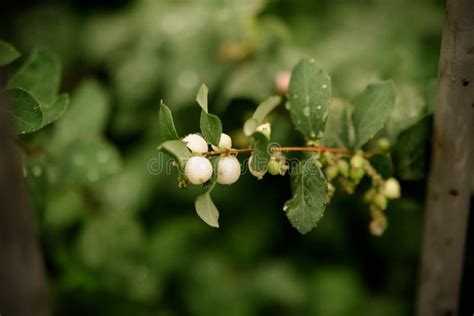 Symphoricarpos Albus Common Snowberry Plant With White Berries
