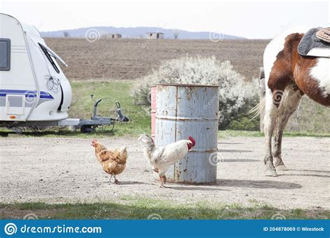 Simple Country Life With Farm Animals Stock Image Image Of Barrel