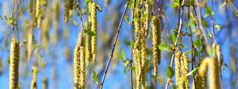 Birch Pollen And Allergy Allergy Uk National Charity