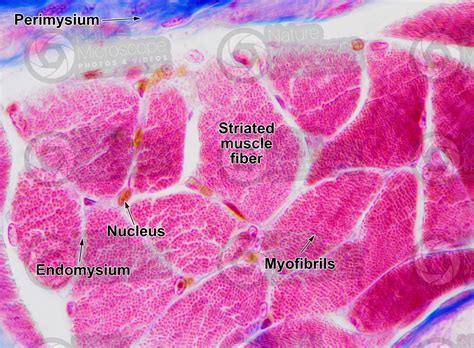 Skeletal Muscle Histology Labeled