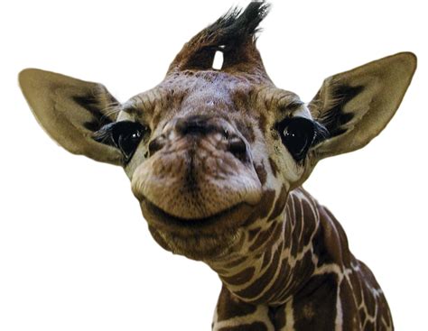 Smiling Baby Giraffe Rcutouts