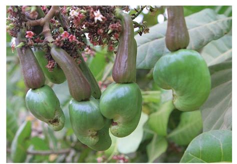Guides On Growing Cashew Trees From Cultivation Harvesting To Cashew