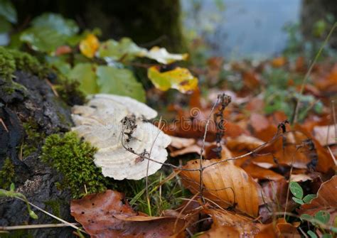 Birch Fungus Mushrooms Stock Image Image Of Closeup