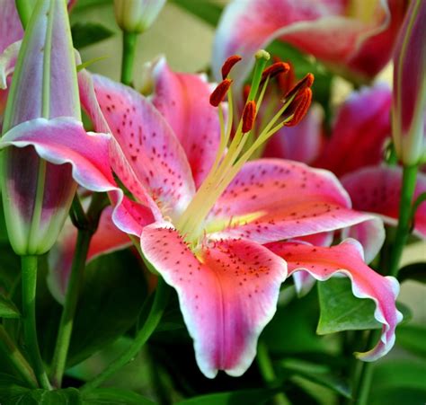 What Is An Oriental Lily Learn About Growing Oriental