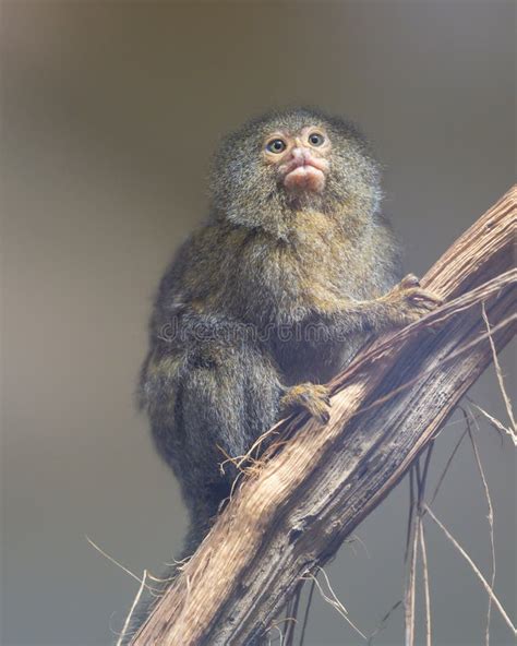 Pygmy Marmoset Cebuella Pygmaea The Smallest Monkey In The World