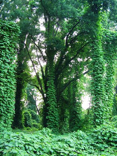 Kudzu Forest Kudzu Takes Over A Wooded Area By 501 Near Br Flickr