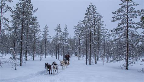 Dashing Through the Snow in Finland | Avanti Travel Insurance™