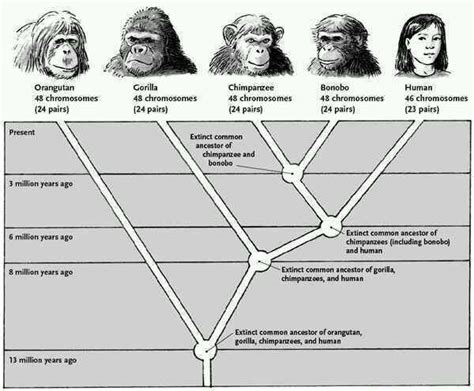 Pin By Gerard Shine On Evolution Human Evolution Human Evolution