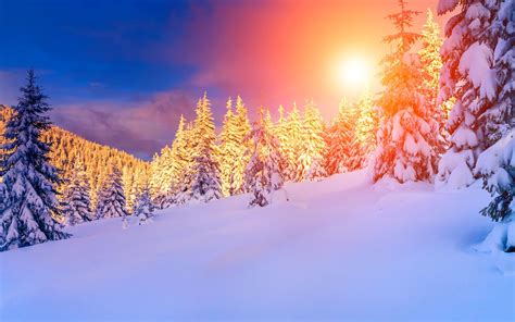 Wallpaper Sunshine In The Winter Thick Snow Trees 2880x1800 Hd