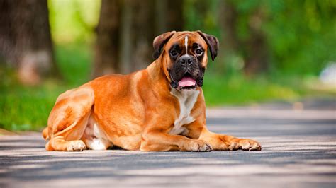 Free Download Boxer Dog Hd Wallpapers 1920x1080 For Your Desktop