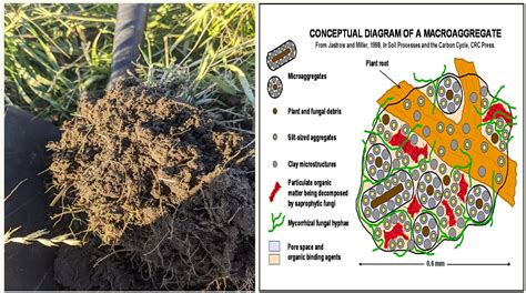 Mycorrhizal Fungi — A Plant Diversity Company