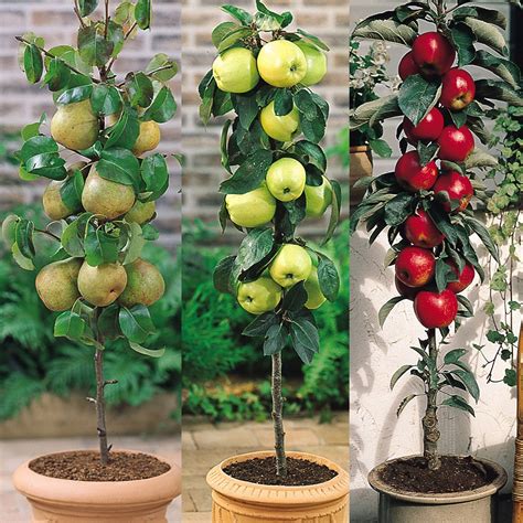 Buy Miniature Patio Fruit Tree Collection J Parkers