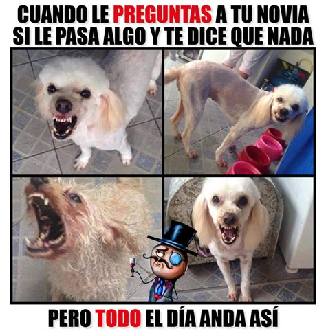 Perra En Adopción Desata Memes En Internet Por Su Ternura