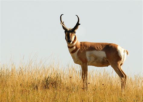 Doug Leier Good News North Dakota Will Get Limited Pronghorn Season