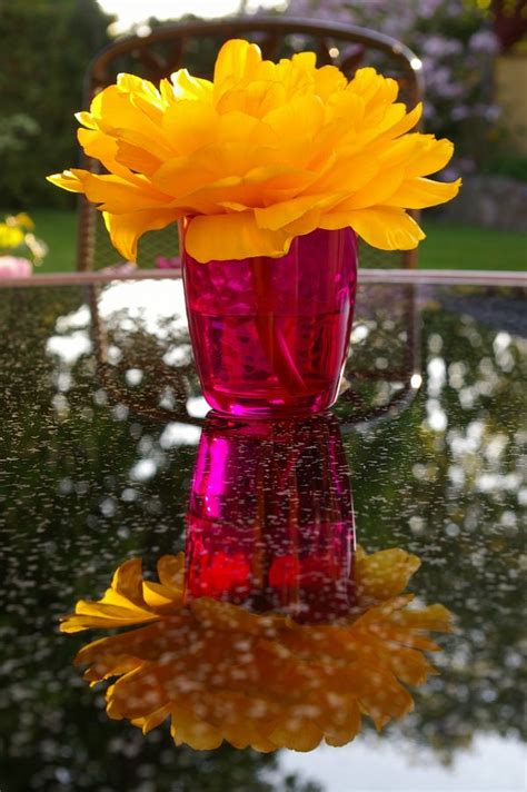 รูปภาพ ปลูก กลีบดอกไม้ อาหาร สี ฤดูใบไม้ร่วง ช่อดอก 5184x3456