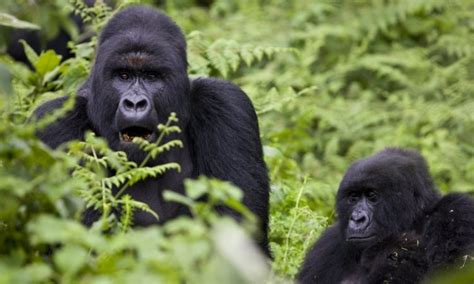 17 Facts About Mountain Gorillas Virunga National Park Congo