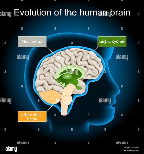 Cross Section Of Human Brain Stock Vektorgrafiken Kaufen Alamy