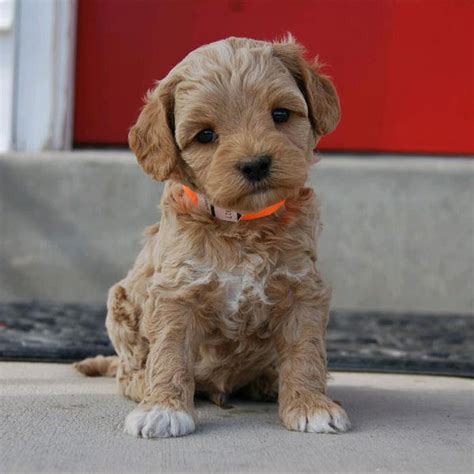 Mini Goldendoodle Puppies For Sale In Texas Home Raised Goldendoodle