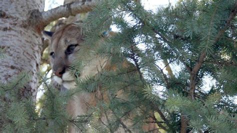 Wildlife Officials Plan To Kill Cougar Seen Several Times Near Kelso