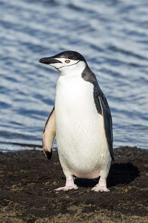 Chinstrap Penguin Wikipedia