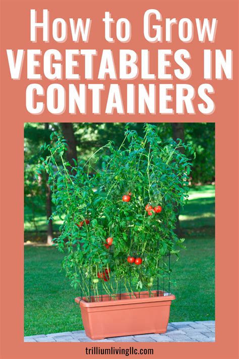 Tomato Plants Growing In A Rectangular Container With The Text Overlay