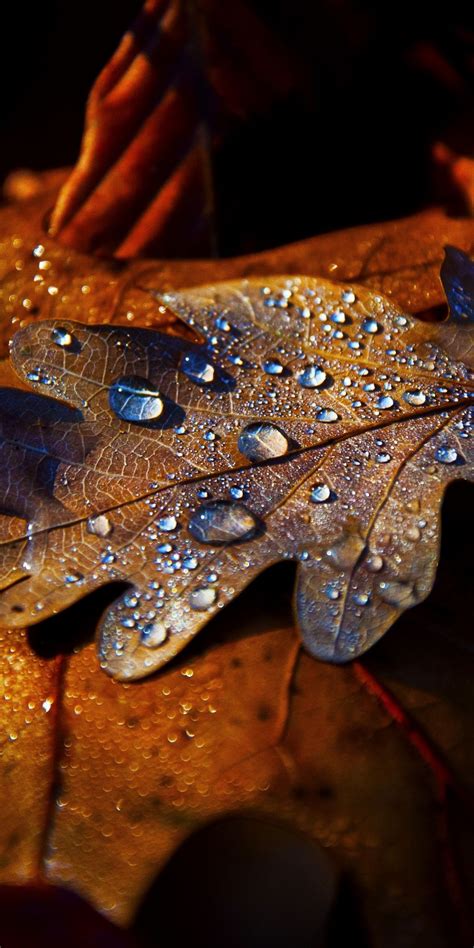 Leaf Drops Autumn Close Up 1080x2160 Wallpaper Leaf Photography