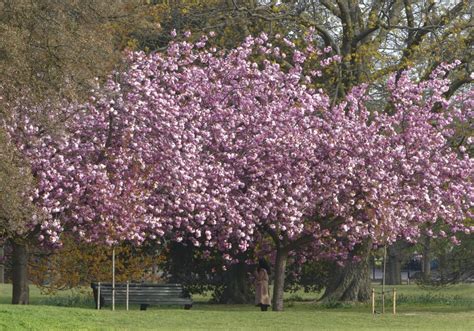 Cherry Blossom In Greenwich Park By Stephen At